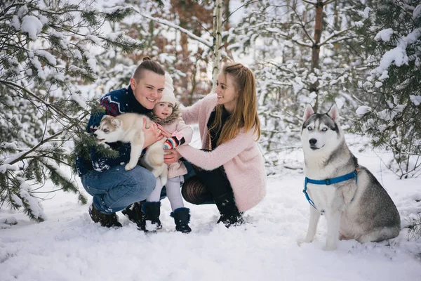 Honden — Stockfoto