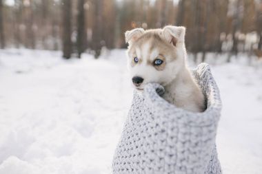 Köpek yavrusu