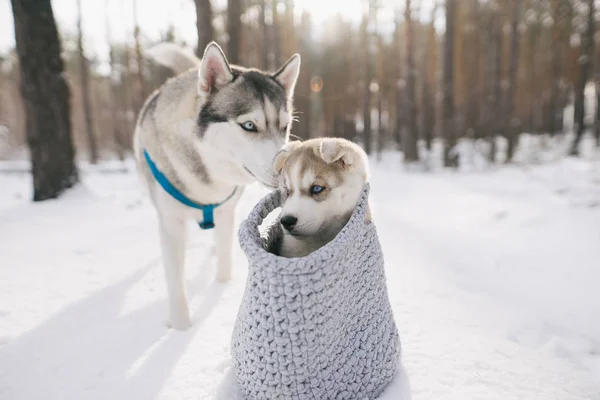 Husky — Stock fotografie