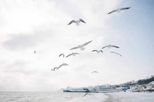 海鸥 — 图库照片