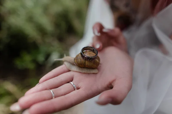 Schnecke — Stockfoto