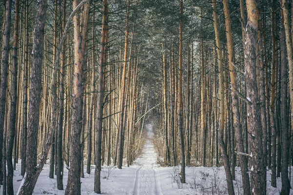 Wald — Stockfoto