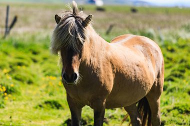İzlanda at yaz yeşil alan