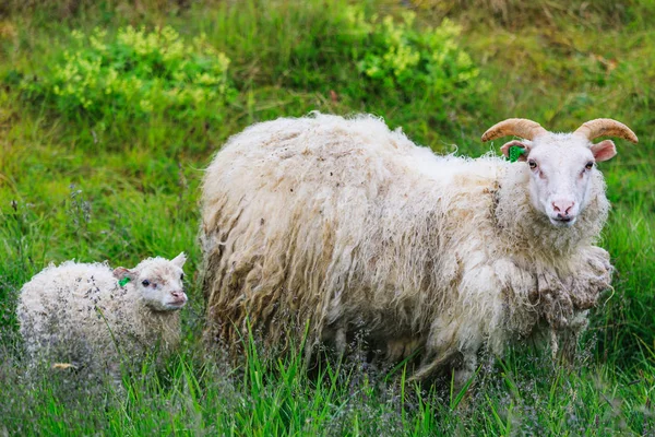 İzlanda koyun ve kuzu bir alanda otlatma — Stok fotoğraf