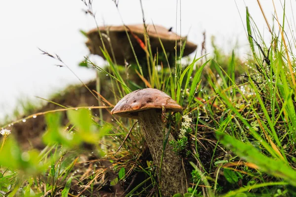 Cogumelos selvagens em gras verdes na Islândia — Fotografia de Stock