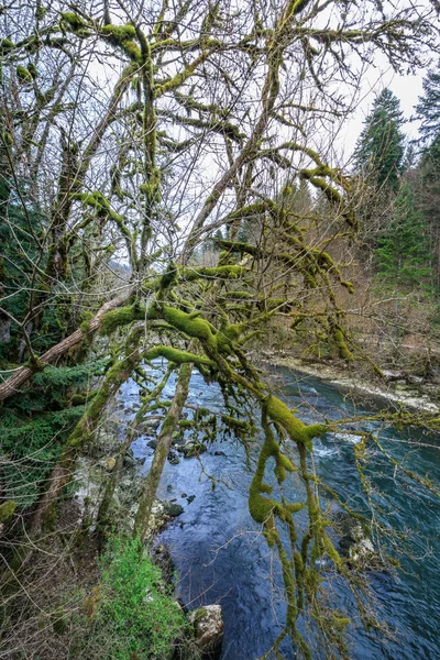 Árboles musgosos en los matorrales del río cerca de la cascada saut du doubs — Foto de Stock