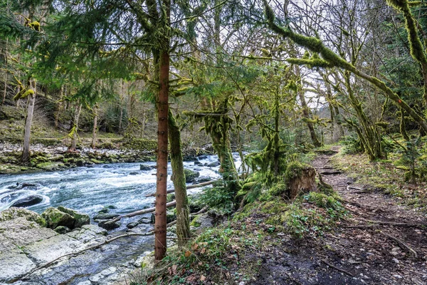 Árboles musgosos en los matorrales del río cerca de la cascada saut du doubs — Foto de Stock