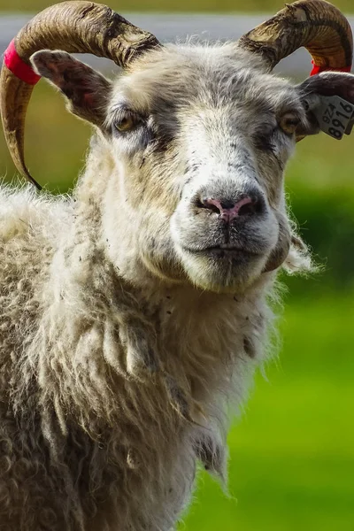 Um retrato de uma ovelha expressiva pastando na Islândia — Fotografia de Stock