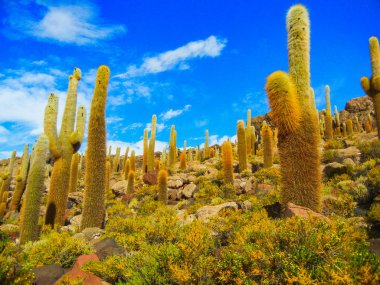 Isla de pescadores Tuz Gölü uyuni Bolivya