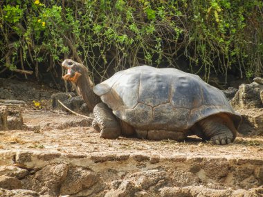Galapagos Adaları Ekvator Fildişi kaplumbağa