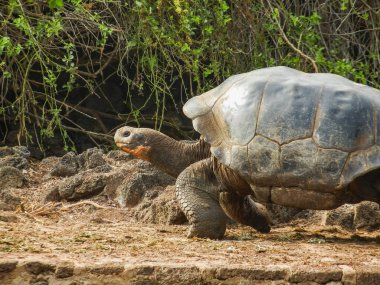 Galapagos Adaları Ekvator Fildişi kaplumbağa