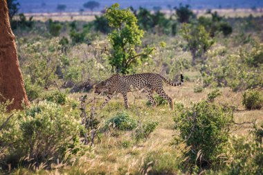 Yetişkin cheetah uzun boylu otlar masai mara Ulusal rese yürüyüş
