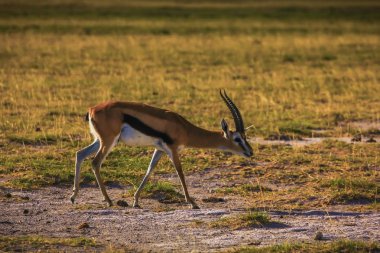 Thompson s ceylan masai mara Ulusal rezervasyon