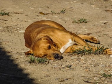 Genç bir köpek bir sokakta oyun uyur sabah yorgun.