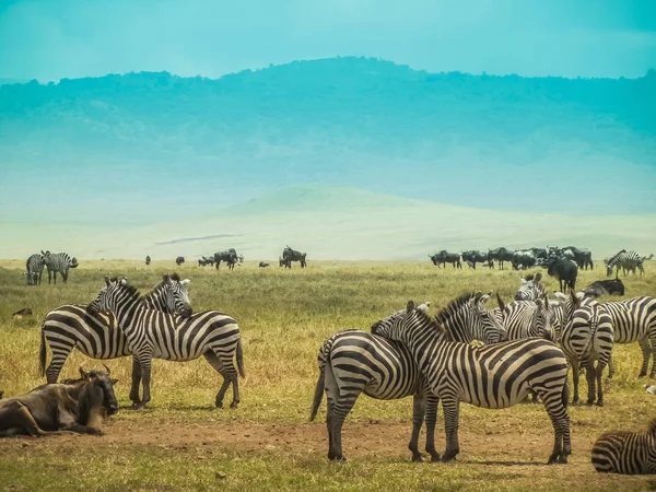 Uma família de zebras caminhando pela reserva — Fotografia de Stock