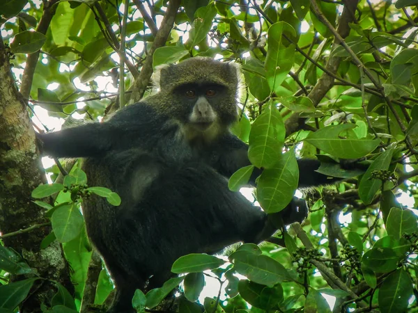 Mono azul o mono marcado sentado en un árbol — Foto de Stock