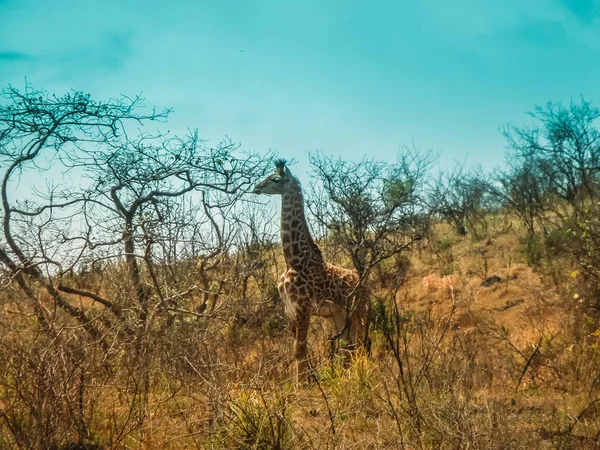 Giraffe in the serengeti national park tanzania