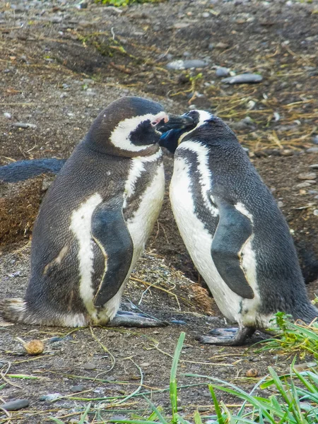 Macellan penguenleri tierra del fuego Patagonya Adaları