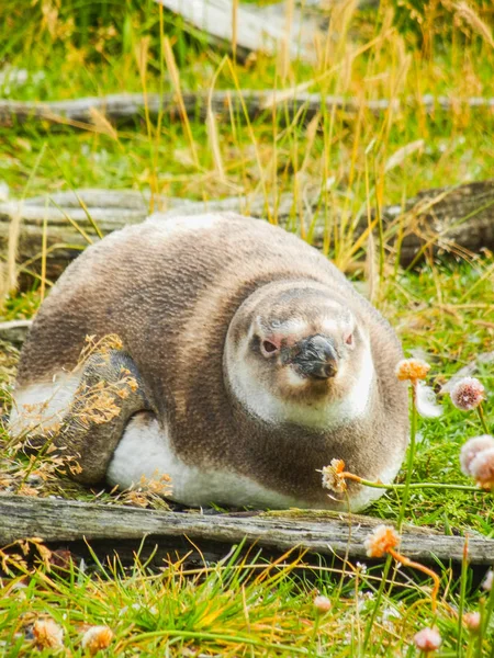 Pingüino magallánico en las islas de tierra del fuego patagonia — Foto de Stock