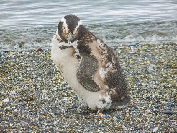 Pingouin magellan sur les îles de la Terre de Fuego Patagonie — Photo