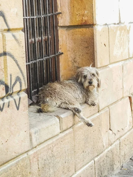 Hond in sucre de wettelijke hoofdstad van bolivia — Stockfoto