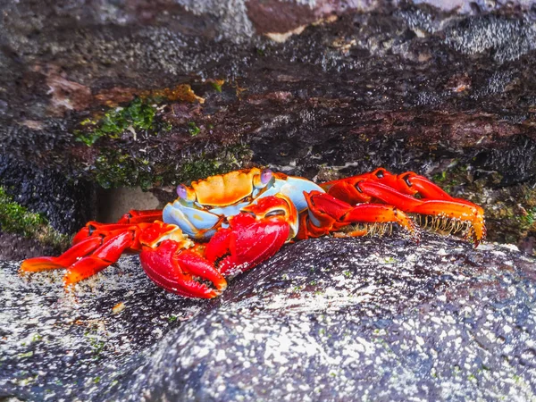 Sally lightfoot crab sitting on stones on galapagos islands — Stock Photo, Image