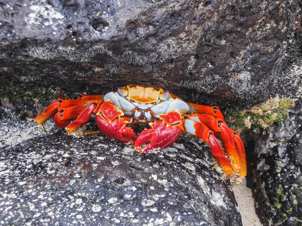 Cangrejo Sally pies ligeros sentado en piedras en las islas Galápagos — Foto de Stock