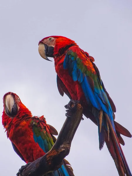 Papagaio sentado em uma árvore no caribe — Fotografia de Stock