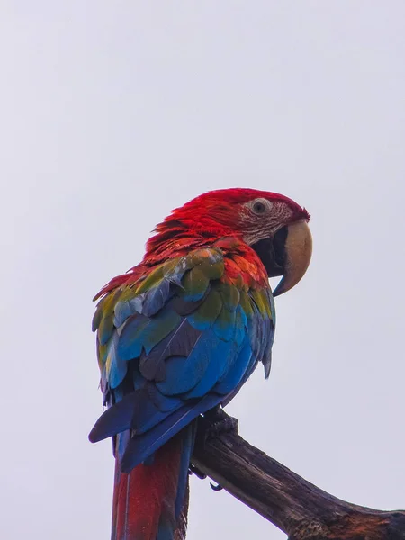 Karayipler'de bir ağaçta oturuyor papağan — Stok fotoğraf