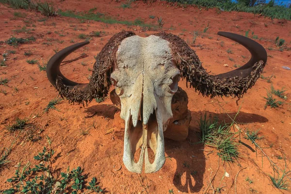 Water buffalo skull on ground maasai mara national reserve