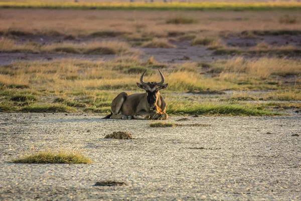Wildebeest gnu parque nacional de kenya áfrica — Fotografia de Stock