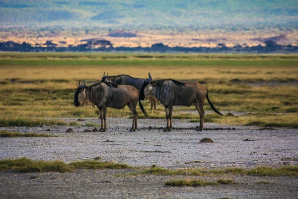 Wildebeest gnu parque nacional de kenya áfrica — Fotografia de Stock