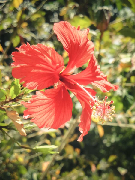 Uma bela flor de hibisco vermelho totalmente aberta na tanzânia — Fotografia de Stock