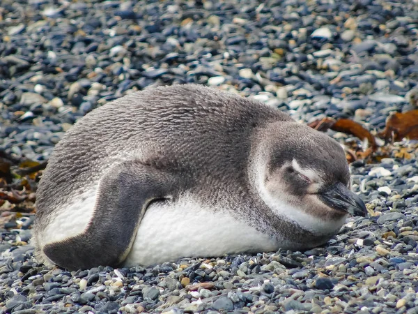 Le pingouin magellan sur les îles de la Terre de Fuego — Photo