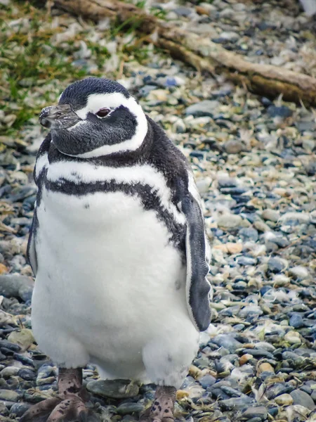 Pingwin magellański na Wyspach tierra del fuego — Zdjęcie stockowe