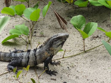 Dikenli siyah kum belize orta ame içinde dinlenme iguana kuyruk
