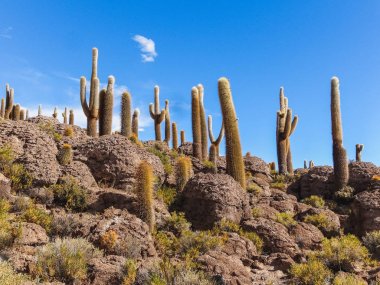 Isla de pescadores Tuz Gölü uyuni Bolivya