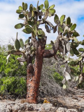 Galapagos Adaları Mavi gökyüzü bitkilerde karşı kaktüs