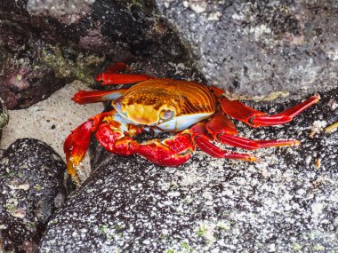 Sally lightfoot Yengeç galapagos Adaları Ekvator üzerinde