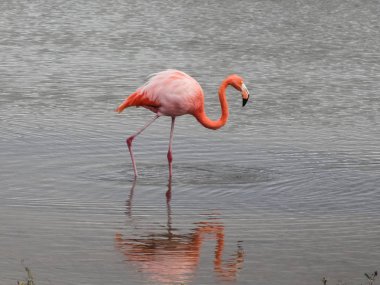 Flamingo galapagos Adası ayakta su