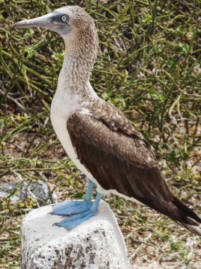 Galapagos Adası'nda Mavi ayaklı bubi, yakın çekim