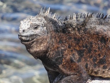 Santiago Adası galapagos Milli Parkı'nda deniz Iguana