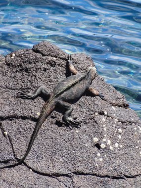 Santiago Adası galapagos Milli Parkı'nda deniz Iguana