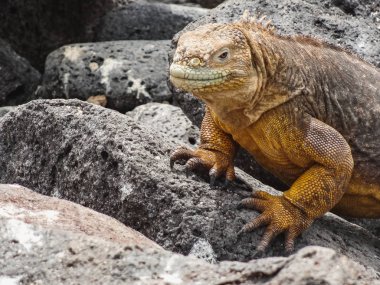 Santiago Adası galapagos Milli Parkı'nda deniz Iguana