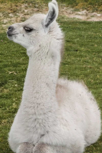 Alpaca's op de altiplano bolivia Zuid-Amerika — Stockfoto