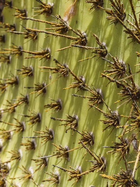 Closeup of Galapagos cactuses in ecuador summer — Stock Photo, Image