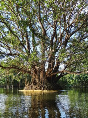 Göl Nikaragua kıyıları dev ağaç