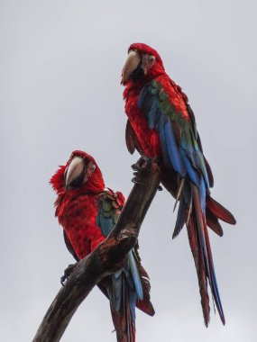 Papağan scarlet macaw ara macao Panama