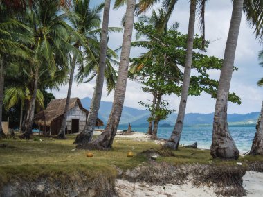 Palmiye ağaçları ve beyaz kum plaj