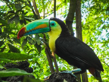 Güzel bir kelebek papiliorama, yakın çekim